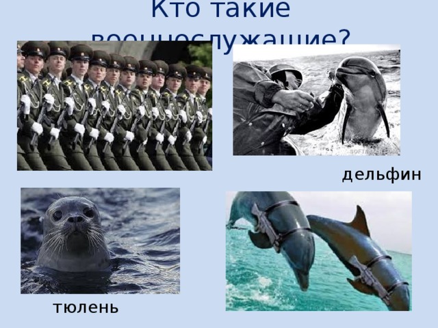 Кто такие военнослужащие? дельфин тюлень