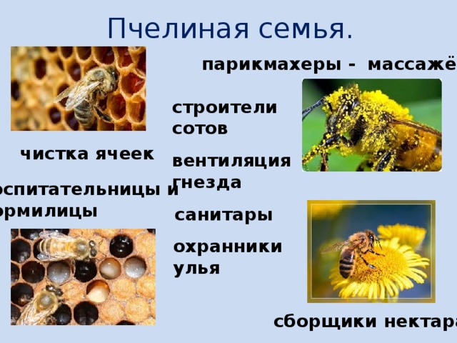 Пчелиная семья. парикмахеры - массажёры  строители сотов чистка ячеек  вентиляция гнезда  воспитательницы и кормилицы  санитары охранники улья сборщики нектара