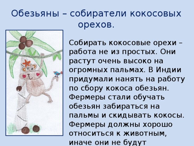 Обезьяны – собиратели кокосовых орехов. Собирать кокосовые орехи – работа не из простых. Они растут очень высоко на огромных пальмах. В Индии придумали нанять на работу по сбору кокоса обезьян. Фермеры стали обучать обезьян забираться на пальмы и скидывать кокосы. Фермеры должны хорошо относиться к животным, иначе они не будут работать, если им что – то не понравиться.