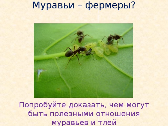 Муравьи – фермеры?          Попробуйте доказать, чем могут быть полезными отношения муравьев и тлей