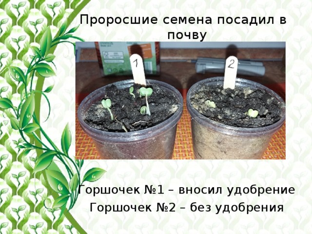 Проросшие семена посадил в почву Горшочек №1 – вносил удобрение Горшочек №2 – без удобрения