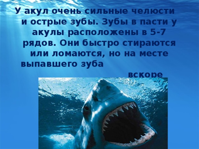 У акул очень сильные челюсти и острые зубы. Зубы в пасти у акулы расположены в 5-7 рядов. Они быстро стираются или ломаются, но на месте выпавшего зуба вскоре появляется другой.