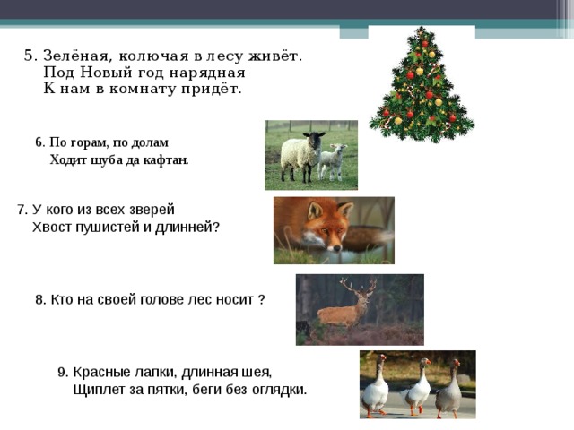 5. Зелёная, колючая в лесу живёт.  Под Новый год нарядная  К нам в комнату придёт. 6. По горам, по долам  Ходит шуба да кафтан. 7. У кого из всех зверей  Хвост пушистей и длинней? 8. Кто на своей голове лес носит ? 9. Красные лапки, длинная шея,  Щиплет за пятки, беги без оглядки.