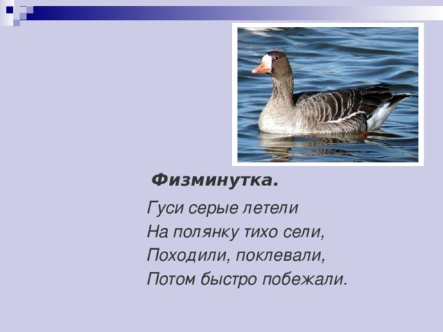 Физминутка. Гуси серые летели  На полянку тихо сели,  Походили, поклевали,  Потом быстро побежали.