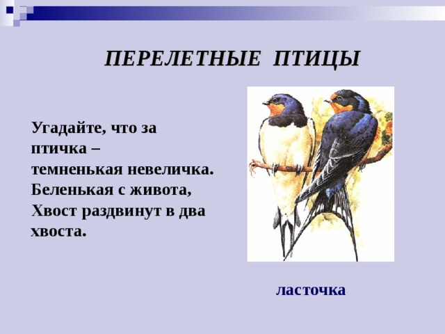 ПЕРЕЛЕТНЫЕ ПТИЦЫ Угадайте, что за птичка –  темненькая невеличка.  Беленькая с живота,  Хвост раздвинут в два хвоста.   ласточка