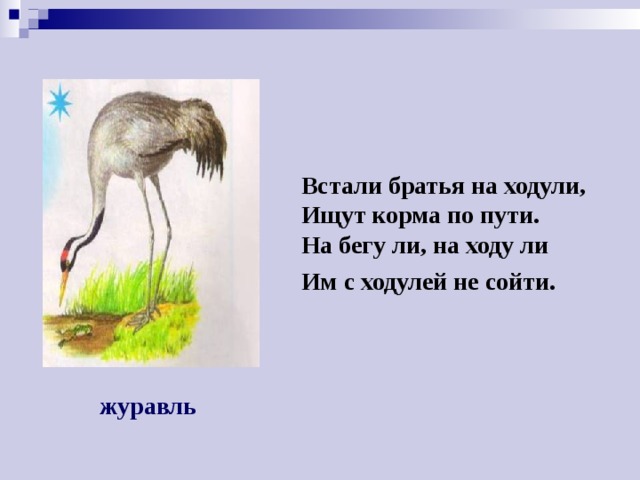 Встали братья на ходули,  Ищут корма по пути.  На бегу ли, на ходу ли  Им с ходулей не сойти.  журавль