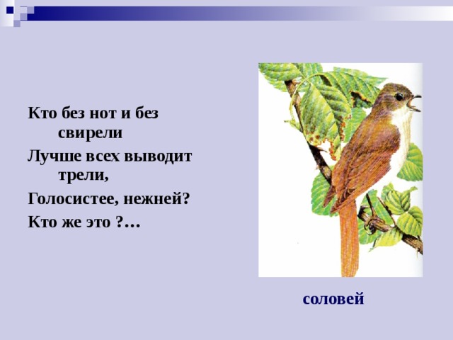 Кто без нот и без свирели Лучше всех выводит трели, Голосистее, нежней? Кто же это ?… соловей