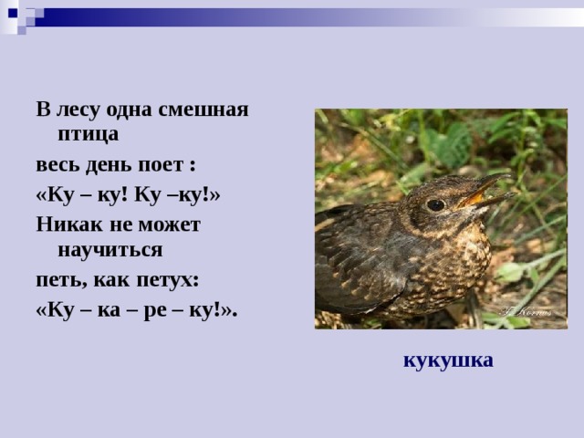 В лесу одна смешная птица весь день поет : «Ку – ку! Ку –ку!» Никак не может научиться петь, как петух: «Ку – ка – ре – ку!». кукушка