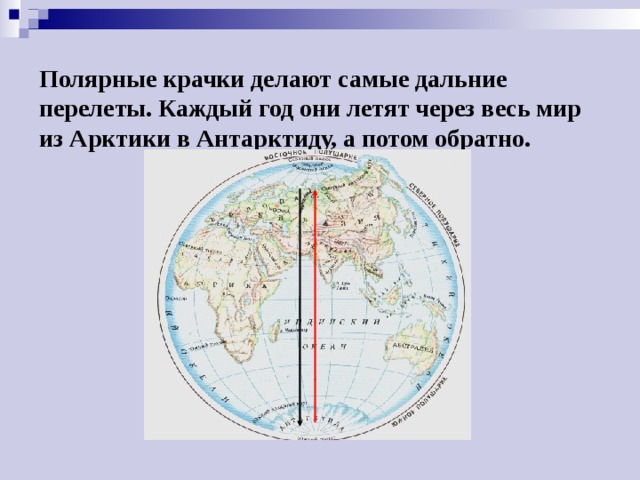 Полярные крачки делают самые дальние перелеты. Каждый год они летят через весь мир из Арктики в Антарктиду, а потом обратно.