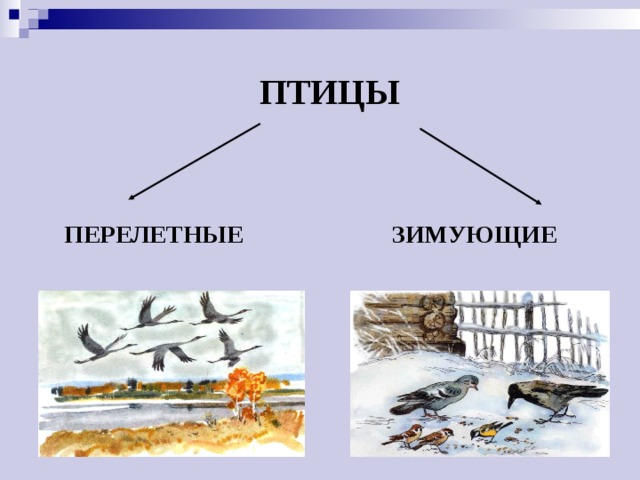 ПТИЦЫ    ЗИМУЮЩИЕ   ПЕРЕЛЕТНЫЕ