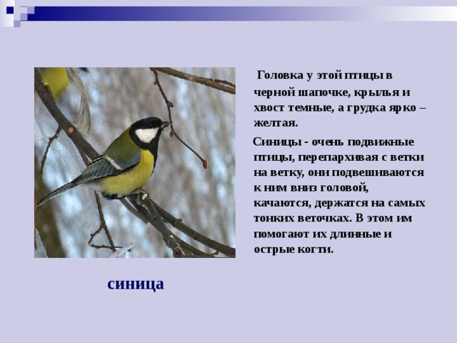 Головка у этой птицы в черной шапочке, крылья и хвост темные, а грудка ярко – желтая.  Синицы - очень подвижные птицы, перепархивая с ветки на ветку, они подвешиваются к ним вниз головой, качаются, держатся на самых тонких веточках. В этом им помогают их длинные и острые когти. синица