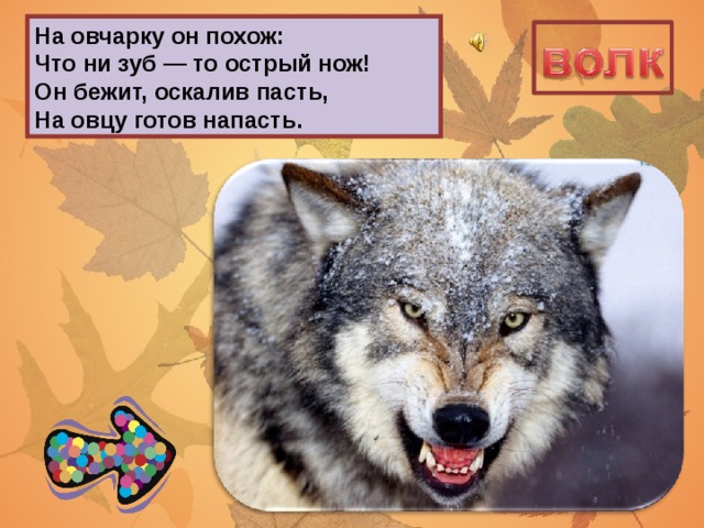 На овчарку он похож:  Что ни зуб — то острый нож!  Он бежит, оскалив пасть,  На овцу готов напасть.