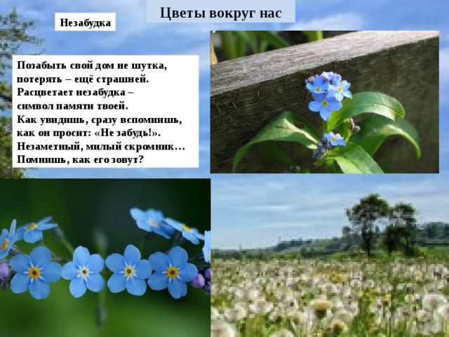 Незабудка Позабыть свой дом не шутка, потерять – ещё страшней. Расцветает незабудка – символ памяти твоей. Как увидишь, сразу вспомнишь, как он просит: «Не забудь!». Незаметный, милый скромник… Помнишь, как его зовут?