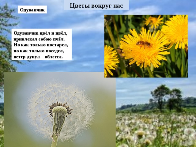 Одуванчик Одуванчик цвёл и цвёл, привлекал собою пчёл. Но как только постарел, но как только поседел, ветер дунул – облетел.