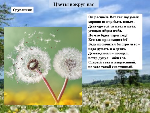 Одуванчик Он расцвёл. Вот так подумал: хорошо всегда быть юным. День-другой он цвёл и цвёл, угощая мёдом пчёл. Но что будет через год? Кто так ярко зацветёт? Ведь промчится быстро лето – надо думать и о детях. Думал-думал – поседел, ветер дунул – облетел. Старый стал и некрасивый, но зато такой счастливый.