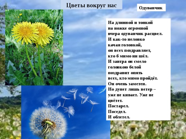 Одуванчик На длинной и тонкой на ножке огромной вчера одуванчик расцвел. И как-то неловко качая головкой, он всех поздравляет, кто б мимо ни шёл. И завтра он смело головкою белой поздравит опять всех, кто мимо пройдёт. Он очень заметен. Но дунет лишь ветер – уже не кивает. Уже не цвётет. Постарел. Поседел. И облетел.