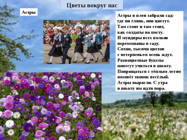 Астры Астры в плен забрали сад: где ни глянь, они цветут. Там стоят и там стоят, как солдаты на посту. И мундиры всех полков перемешаны в саду. Сотни, тысячи цветов с нетерпеньем осень ждут. Разноцветные букеты понесут учиться в школу. Попрощаться с тёплым летом позовёт звонок весёлый. Астры выросли. С утра в школу им идти пора.