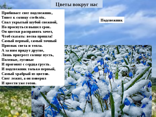 Прибивает снег подснежник, Тянет к солнцу стебелёк. Спал укрытый шубой снежной, Но проснуться вышел срок. Он цветки расправить хочет, Чтоб сказать: весна пришла! Самый первый, самый точный Признак света и тепла. А за ним придут другие, Лишь пригреет солнце пусть, Полевые, луговые И прогонят с сердца грусть. И подснежник только первый, Самый храбрый из цветов. Снег лежит, а он поверил И цвести уже готов. Подснежник