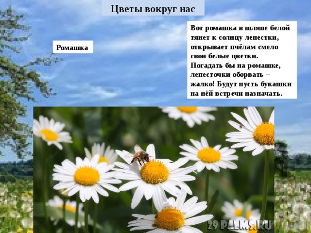 Вот ромашка в шляпе белой тянет к солнцу лепестки, открывает пчёлам смело свои белые цветки. Погадать бы на ромашке, лепесточки оборвать – жалко! Будут пусть букашки на нёй встречи назначать. Ромашка