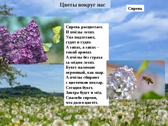 . Сирень Сирень расцветает. И пчёлы летят. Уже подлетают, гудят и гудят. А запах, а запах – такой аромат. А пчёлы без страха за мёдом летят. Букет наломаю огромный, как шар. А пчёлы сбирают с цветочков нектар. Сегодня букет. Завтра будет и мёд. Спасибо сирени, что долго цветёт.