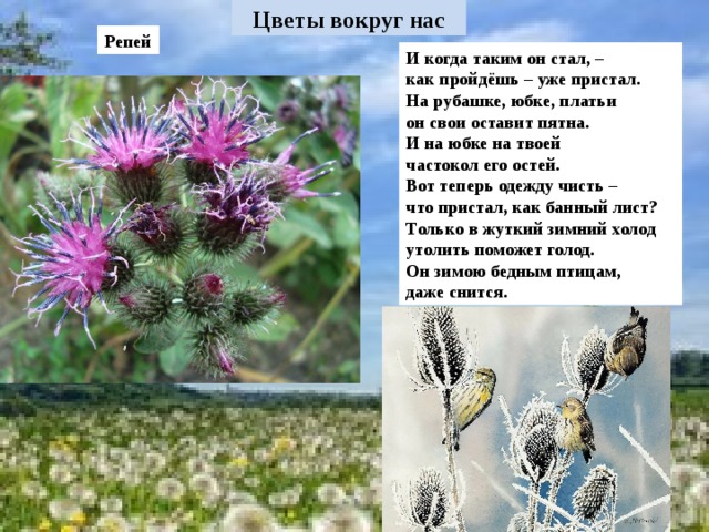 Репей И когда таким он стал, – как пройдёшь – уже пристал. На рубашке, юбке, платьи он свои оставит пятна. И на юбке на твоей частокол его остей. Вот теперь одежду чисть – что пристал, как банный лист? Только в жуткий зимний холод утолить поможет голод. Он зимою бедным птицам, даже снится.