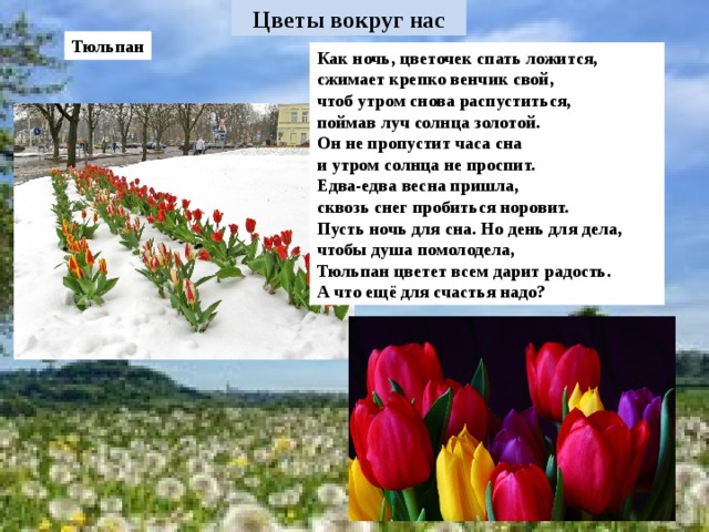 Тюльпан Как ночь, цветочек спать ложится, сжимает крепко венчик свой, чтоб утром снова распуститься, поймав луч солнца золотой. Он не пропустит часа сна и утром солнца не проспит. Едва-едва весна пришла, сквозь снег пробиться норовит. Пусть ночь для сна. Но день для дела, чтобы душа помолодела, Тюльпан цветет всем дарит радость. А что ещё для счастья надо?