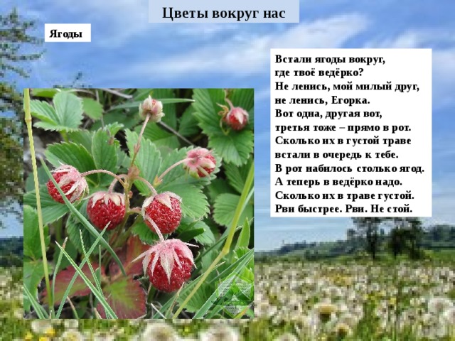 Ягоды Встали ягоды вокруг, где твоё ведёрко? Не ленись, мой милый друг, не ленись, Егорка. Вот одна, другая вот, третья тоже – прямо в рот. Сколько их в густой траве встали в очередь к тебе. В рот набилось столько ягод. А теперь в ведёрко надо. Сколько их в траве густой. Рви быстрее. Рви. Не стой.