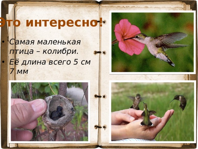 Это интересно! Самая маленькая птица – колибри. Её длина всего 5 см 7 мм