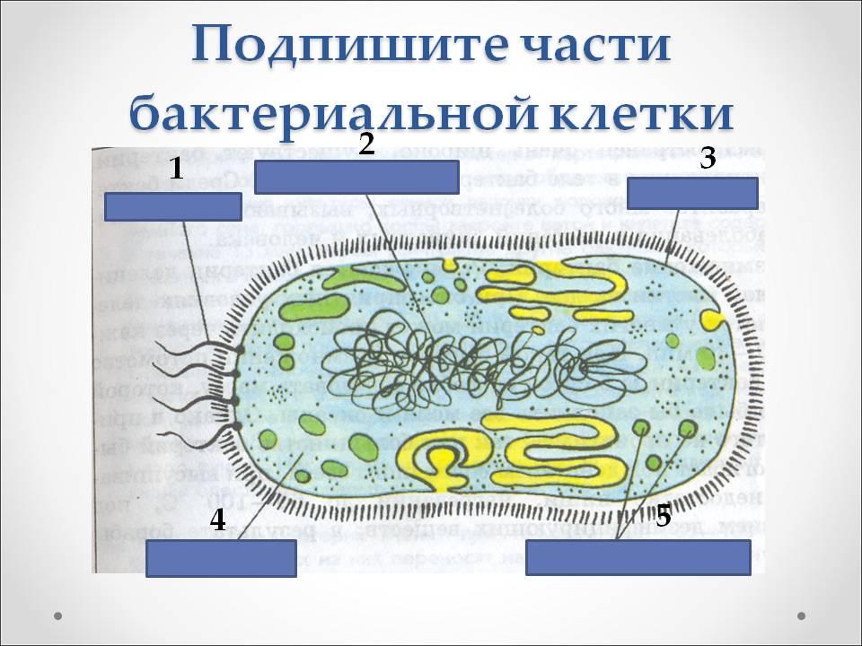Бактериальная клетка окружена плотной. Строение бактериальной клетки 5 класс биология. Строение бактериальной клетки части 5 класс биология. Строение бактериальной клетки 5 класс биология рисунок. Строение бактериальной клетки 5 класс по биологии.