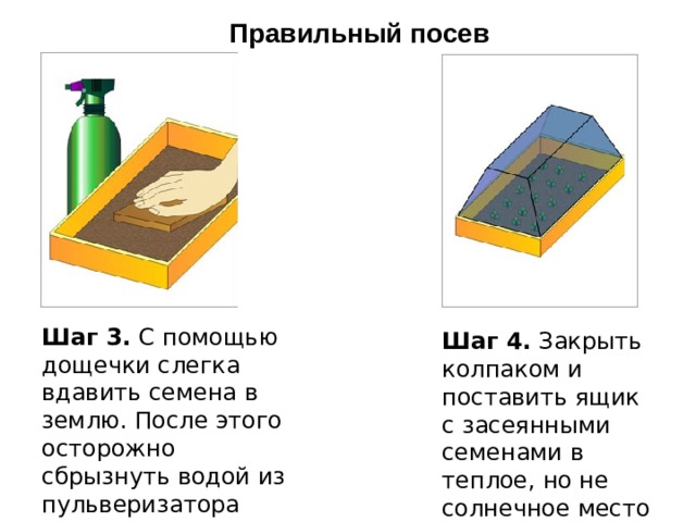 Какая из схем правильно отражает смену растительных сообществ