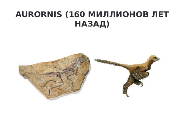 Aurornis (160 миллионов лет назад)