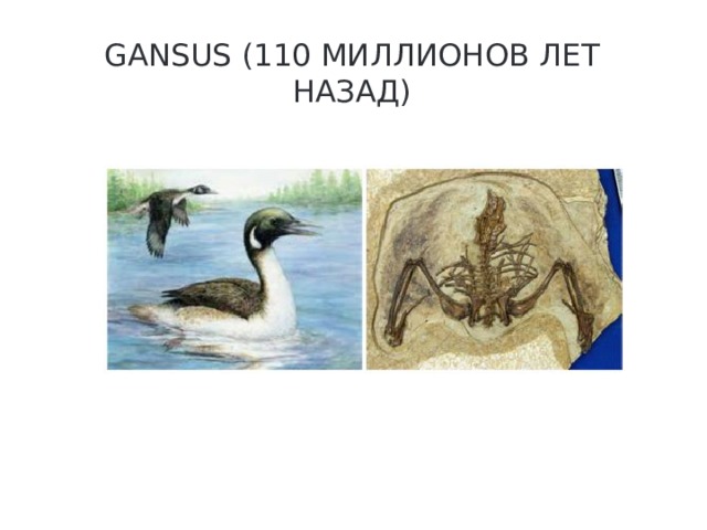 Gansus (110 миллионов лет назад)