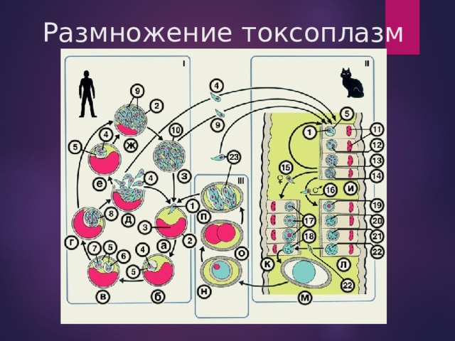 Размножение токсоплазм