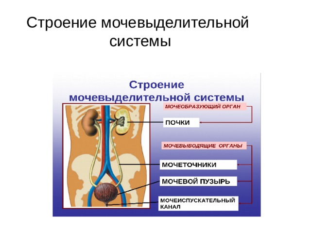 Строение мочевыделительной  системы