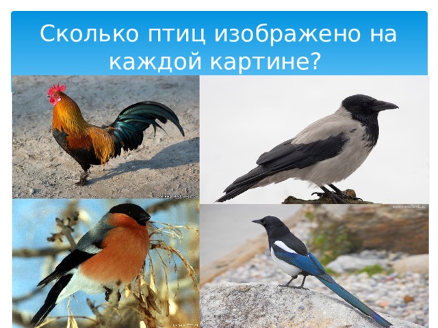 Сколько птиц изображено на каждой картине?