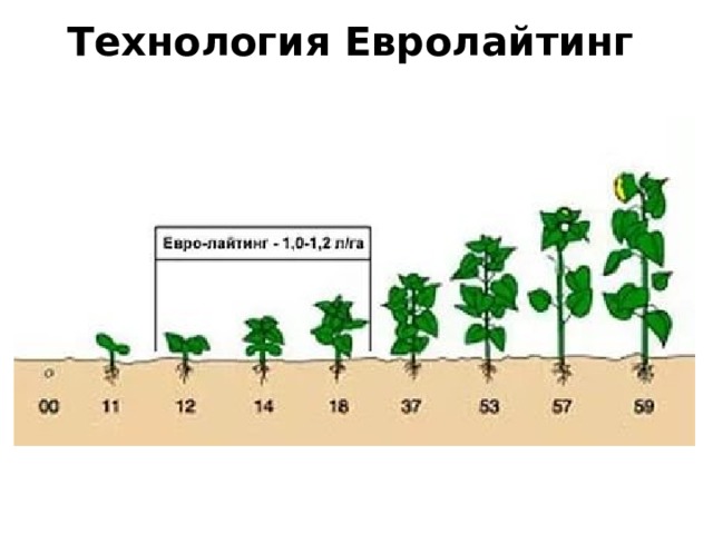 Технология Евролайтинг