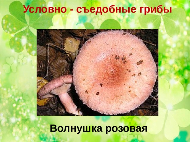Условно - съедобные грибы   Волнушка розовая