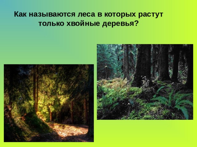 Как называются леса в которых растут только хвойные деревья?