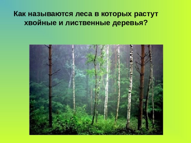 Как называются леса в которых растут хвойные и лиственные деревья?