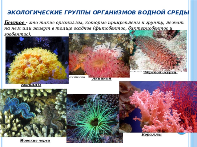 Экологические группы организмов водной среды Бентос - это такие организмы, которые прикреплены к грунту, лежат на нем или живут в толще осадков (фитобентос, бактериобентос и зообентос).      Морской огурец   Акциния  Кораллы         Кораллы  Морские черви