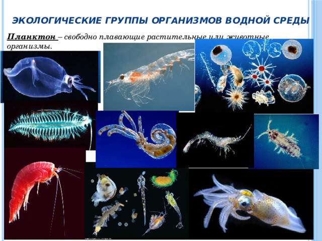 Экологические группы организмов водной среды Планктон – свободно плавающие растительные или животные организмы.