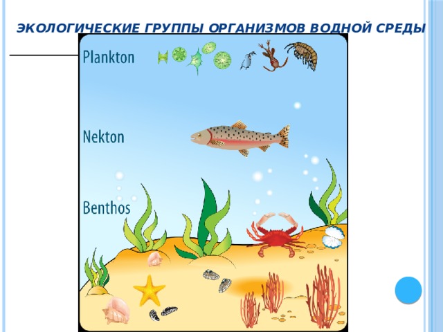 Экологические группы организмов водной среды