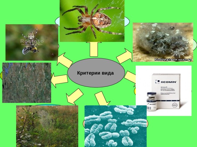 Морфологический  Физиологический  Этологический  Критерии вида  Географический  Биохимический  Экологический  Генетический
