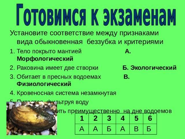 Установите соответствие между признаками вида обыкновенная беззубка и критериями 1. Тело покрыто мантией А. Морфологический  2. Раковина имеет две створки Б. Экологический 3. Обитает в пресных водоемах В. Физиологический 4. Кровеносная система незамкнутая 5. Питается, фильтруя воду 6. Можно встретить преимущественно на дне водоемов 1 А 2 3 А 4 Б 5 А В 6 Б