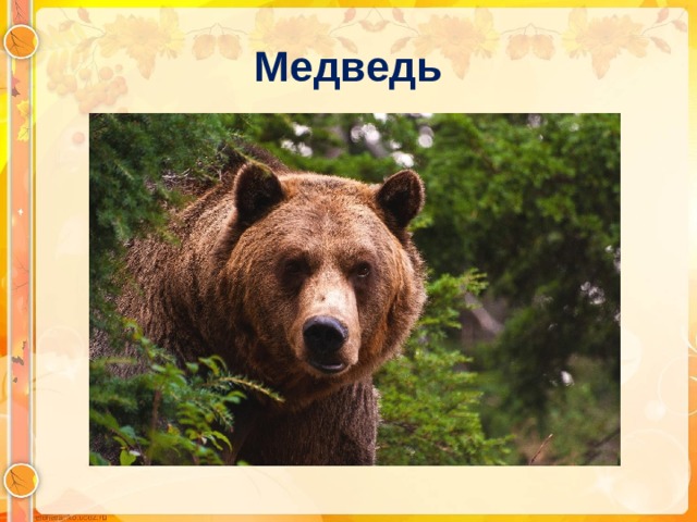 Медведь