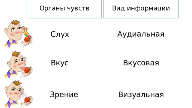 Органы чувств Вид информации Аудиальная Слух Вкус Вкусовая Зрение Визуальная