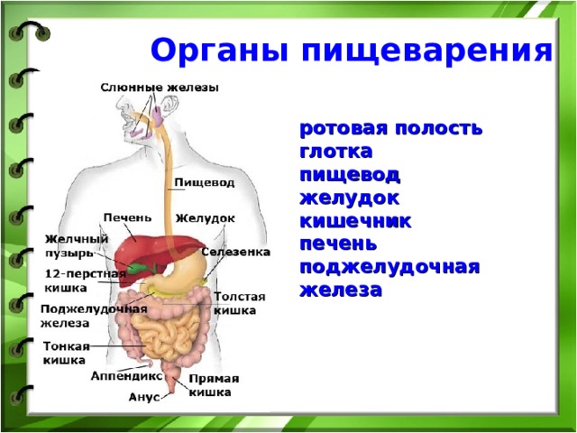Органы пищеварения ротовая полость глотка пищевод желудок кишечник печень поджелудочная железа