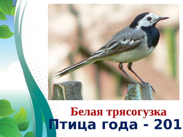 Белая трясогузка Птица года - 2011