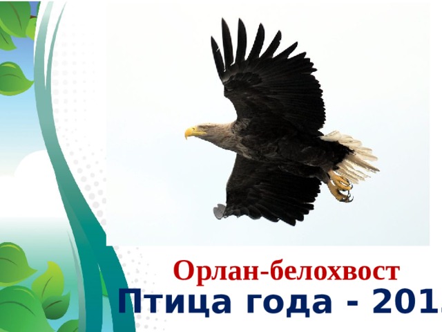 Орлан-белохвост Птица года - 2013
