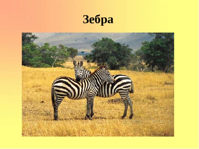 Зебра